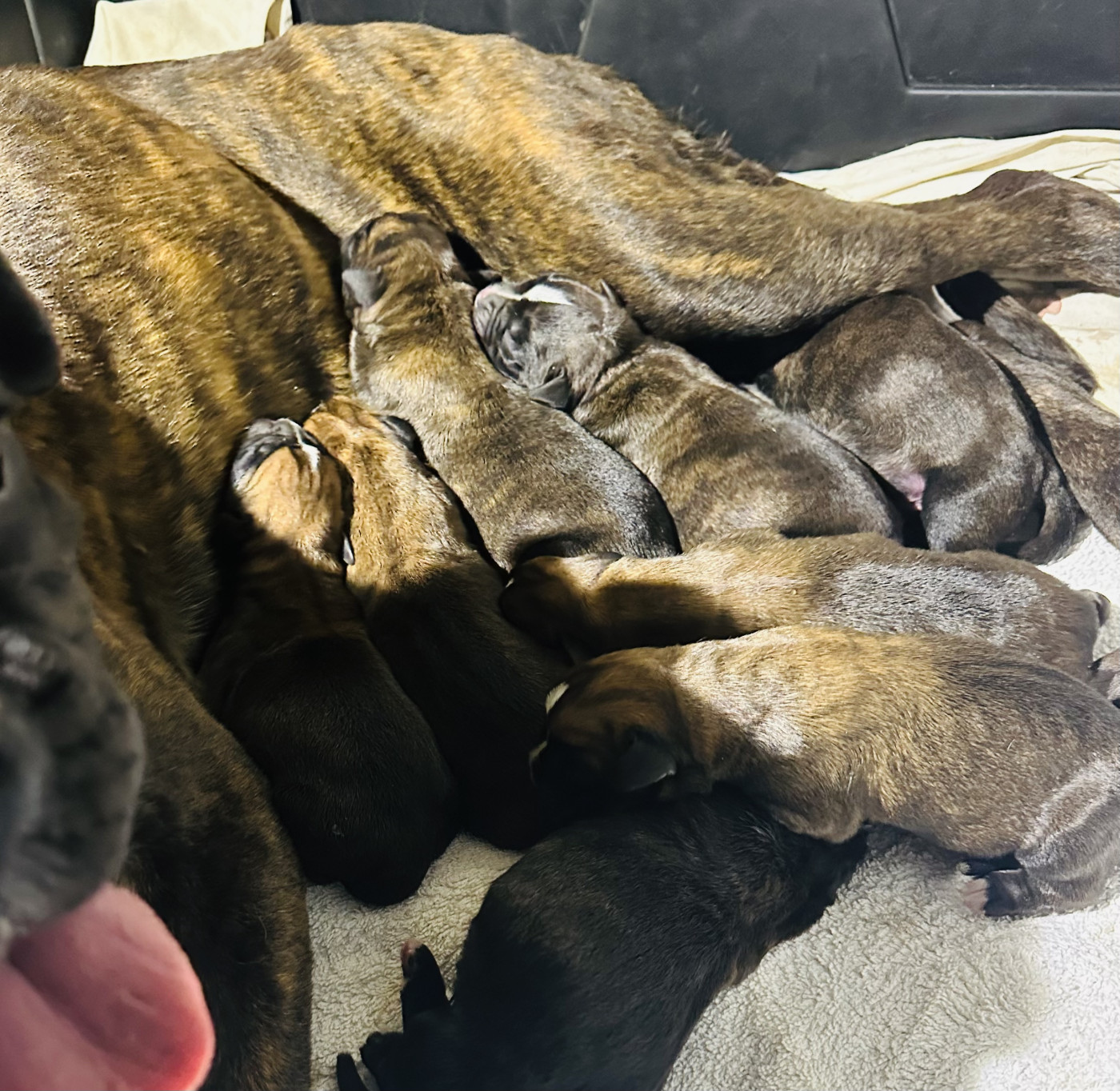 Chiot Boxer Du Bonbail