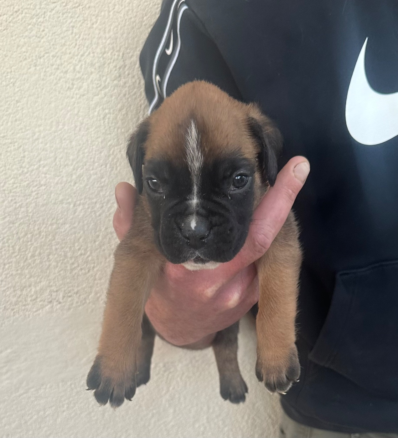 Du Bonbail - Chiots disponibles - Boxer