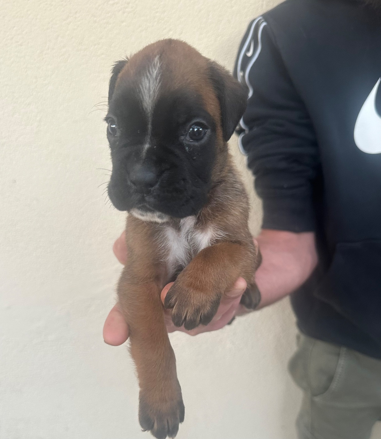 Du Bonbail - Chiots disponibles - Boxer