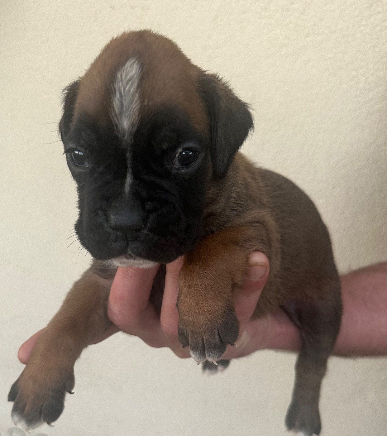 Du Bonbail - Chiots disponibles - Boxer