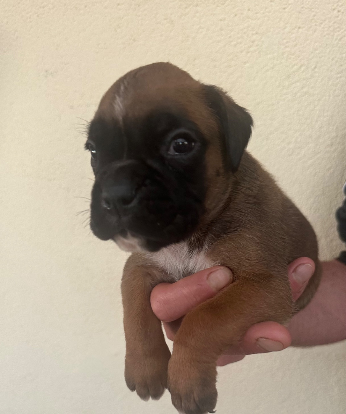 Du Bonbail - Chiots disponibles - Boxer