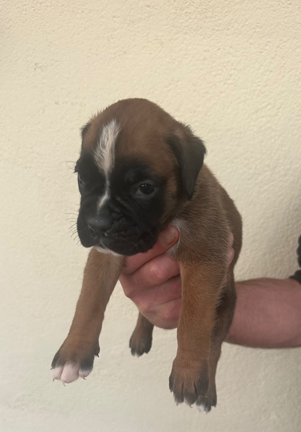 Du Bonbail - Chiots disponibles - Boxer