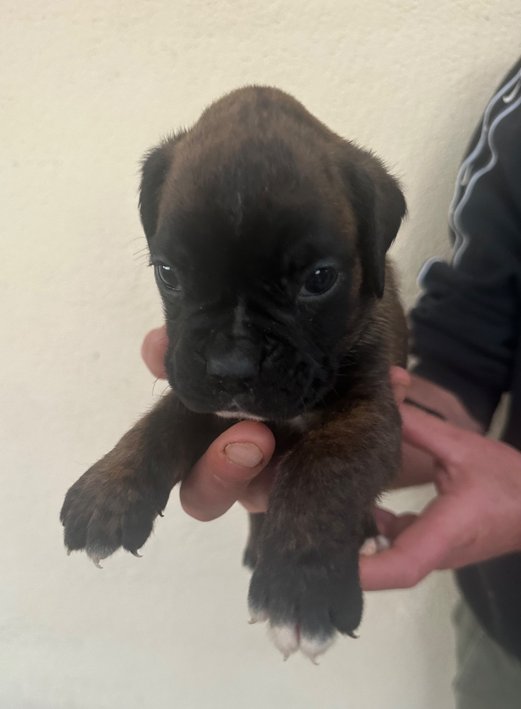 Du Bonbail - Chiots disponibles - Boxer