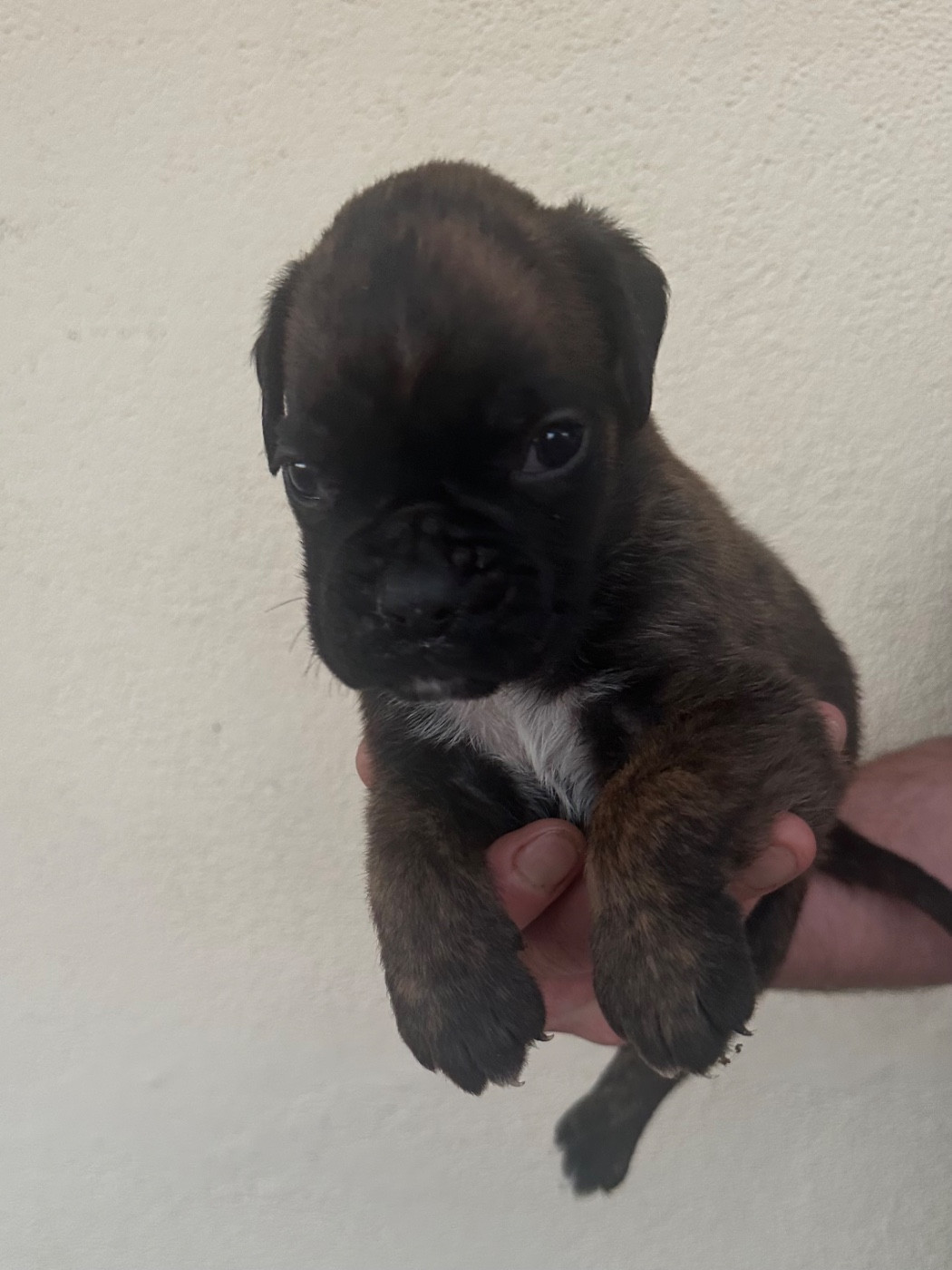 Du Bonbail - Chiots disponibles - Boxer