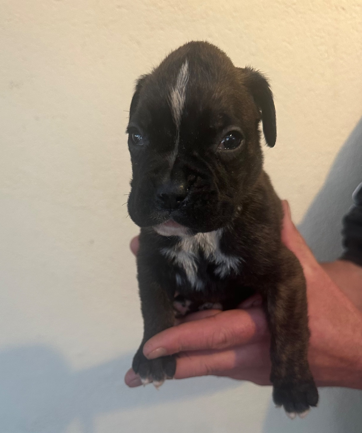 Du Bonbail - Chiots disponibles - Boxer