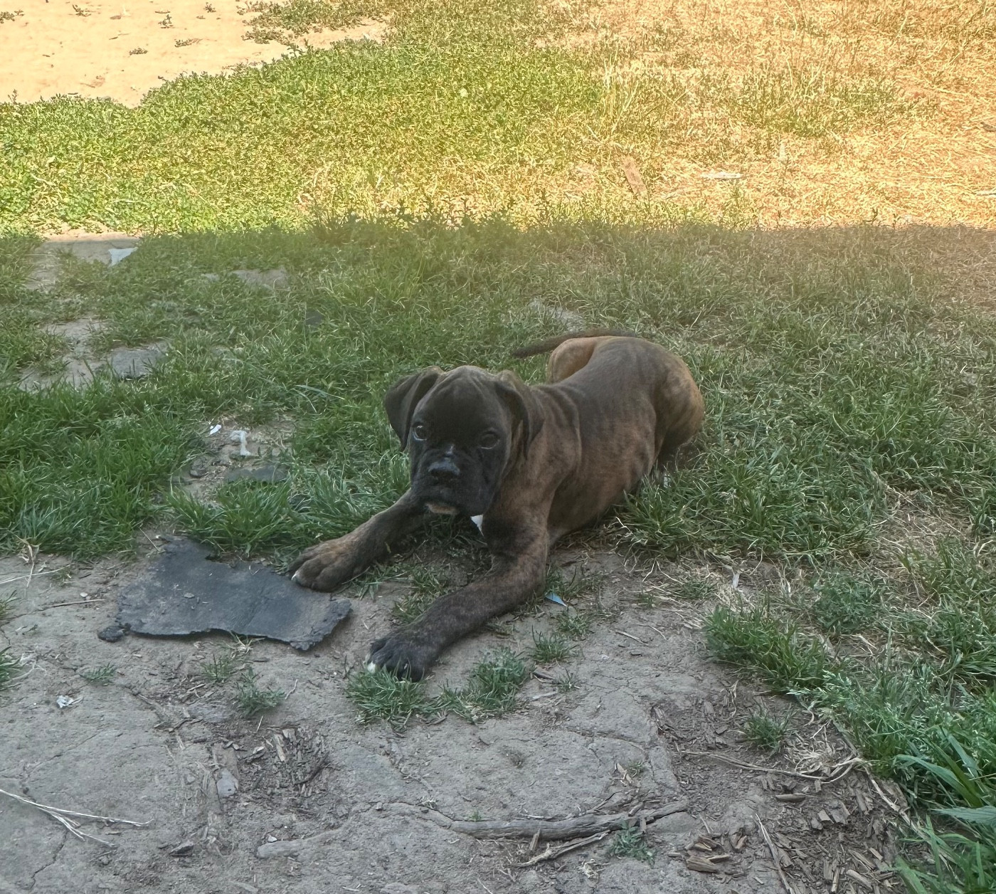 Du Bonbail - Chiots disponibles - Boxer